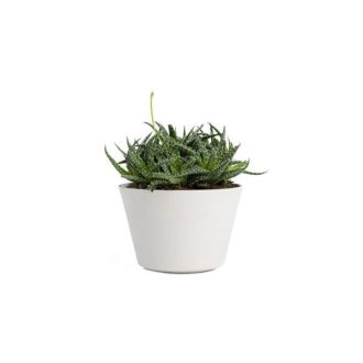 pro_03 | گل فروشی تاج گل