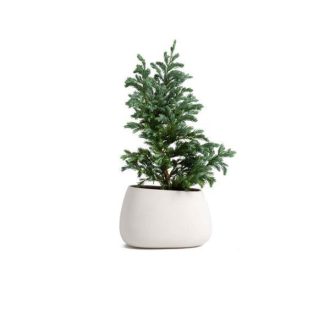 pro_06 (1) | گل فروشی تاج گل