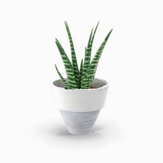 product-12 | گل فروشی تاج گل