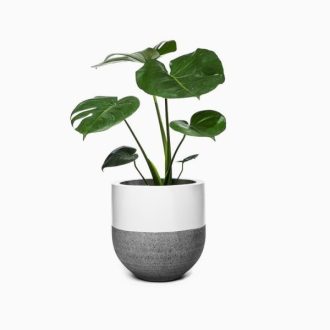 product-18 | گل فروشی تاج گل