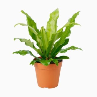 product-21 | گل فروشی تاج گل