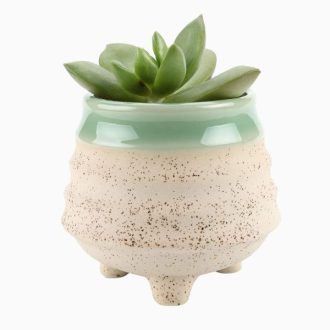 product_26 | گل فروشی تاج گل